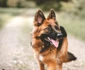 Câinele ciobănesc german este cunoscut ca fiind inteligent şi agil, deci nu este deloc surprinzător că sunt adesea angajaţi ca câini de serviciu în poliţie, jandarmerie, căutării şi salvării  jpeg