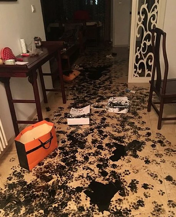 Un husky s-a distrat de minune în lipsa stăpânilor