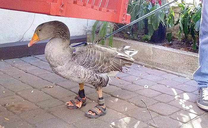 
    Gator e foarte mândru de încălţările saleFoto: Profimedia  