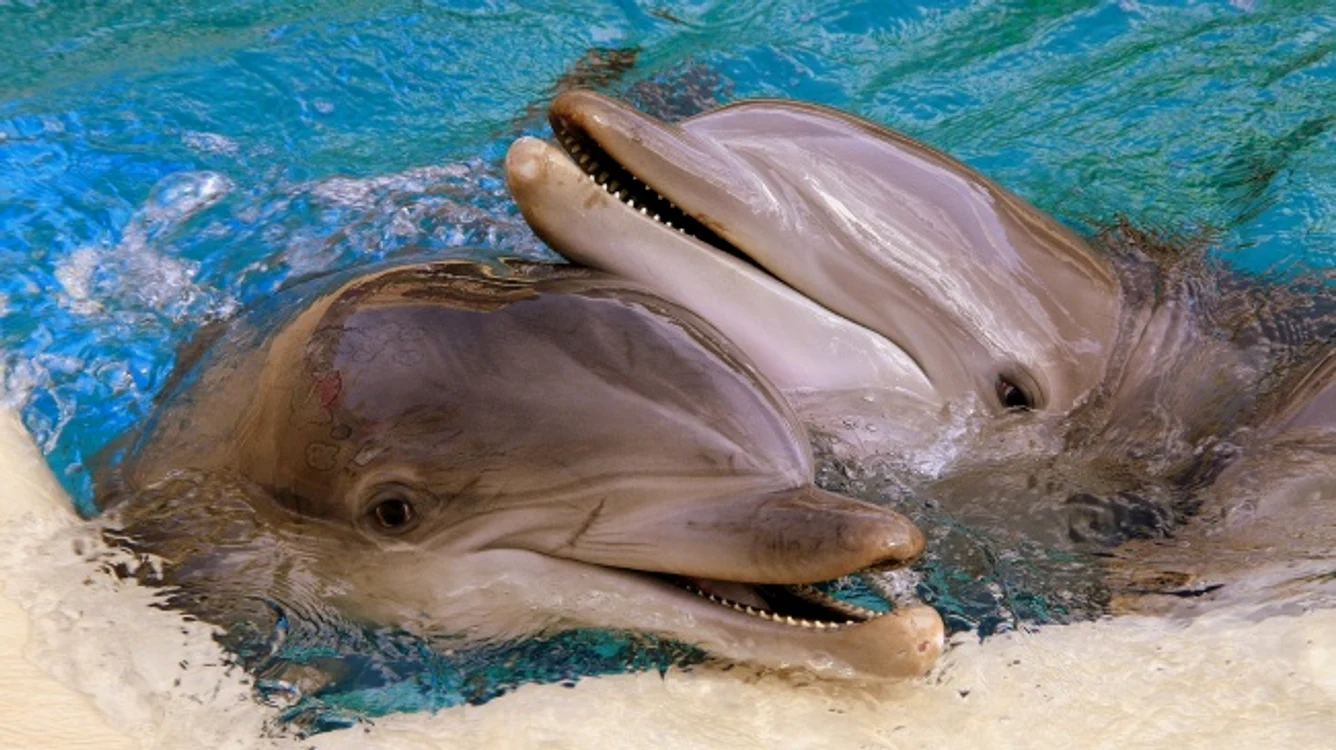 delfin jpg jpeg