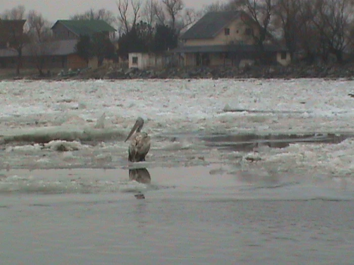Pelican în zona Crişan