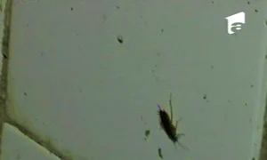 Daniela Gyorfi, şocată de mizeria din casa Ioanei Tufar (Foto: captură video Antena 1) jpeg