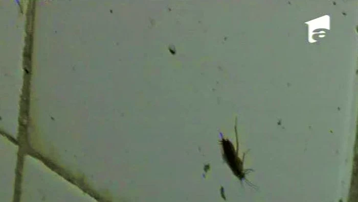 Daniela Gyorfi, şocată de mizeria din casa Ioanei Tufar (Foto: captură video Antena 1)