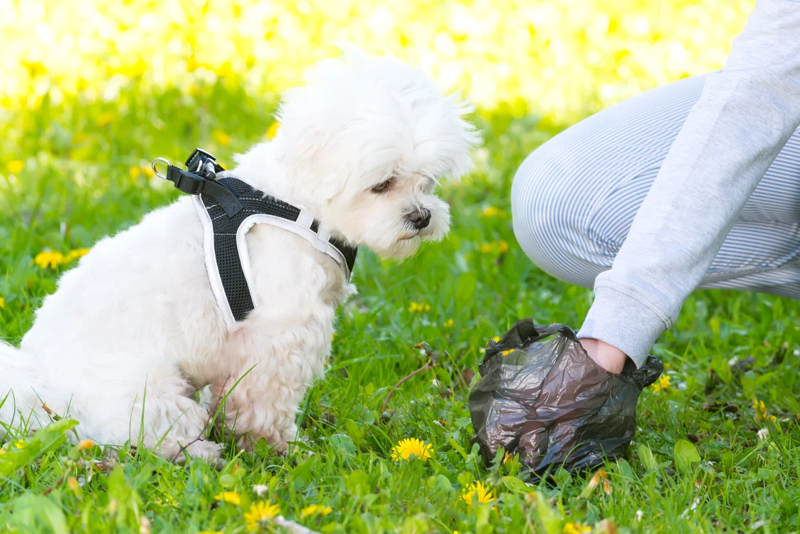 
    Testul ADN făcut pe caca de căţel îl identifică pe stăpânul indolentfoto Shutterstock  