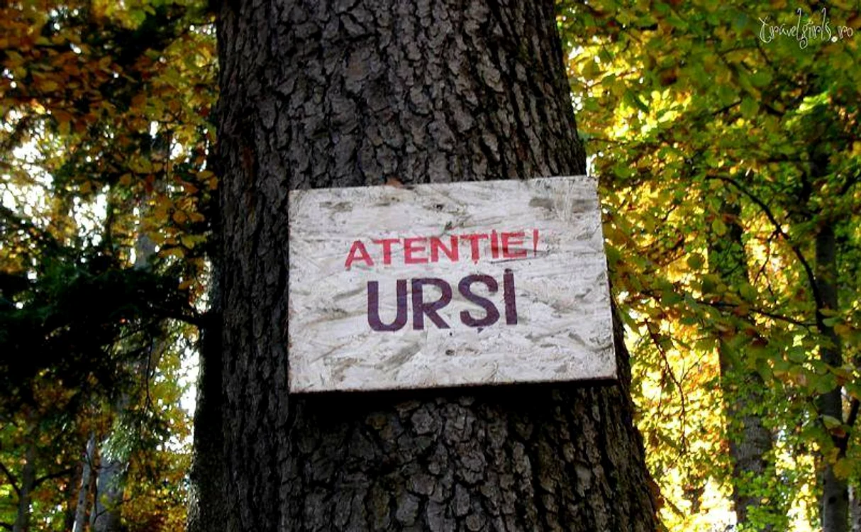 
    Un bărbat din judeţul Sibiu a fost atacat de urs, luni seară, în extravilanul localităţii Porumbacu de SusFoto: news.ro  