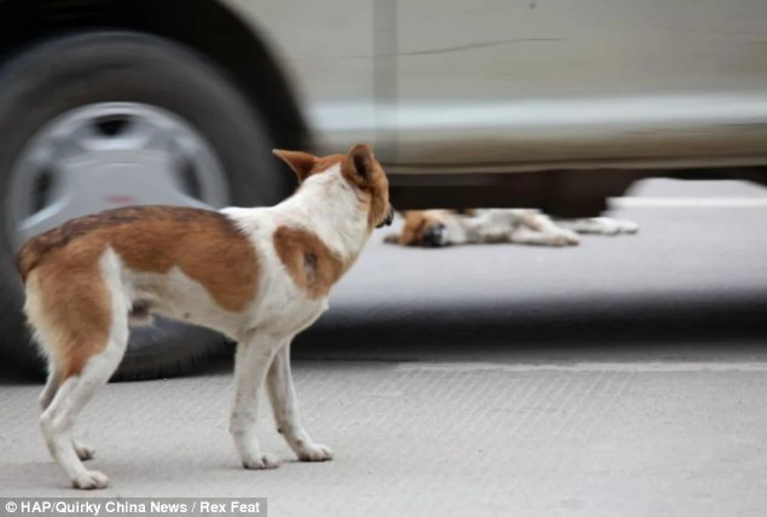 câine loial FOTO Daily Mail