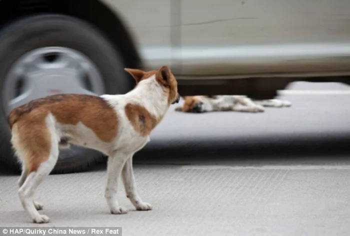 câine loial FOTO Daily Mail