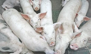 Porcii infectai trebuie omorâţi prin asomare jpeg