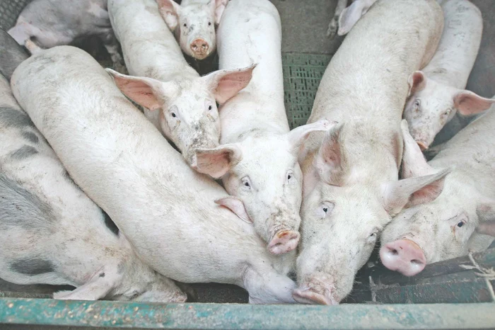 Porcii infectai trebuie omorâţi prin asomare