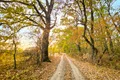 4  Padure din viitoarea Centura Verde Bucuresti Ilfov foto  Alex Găvan   centuraverde ro jpg