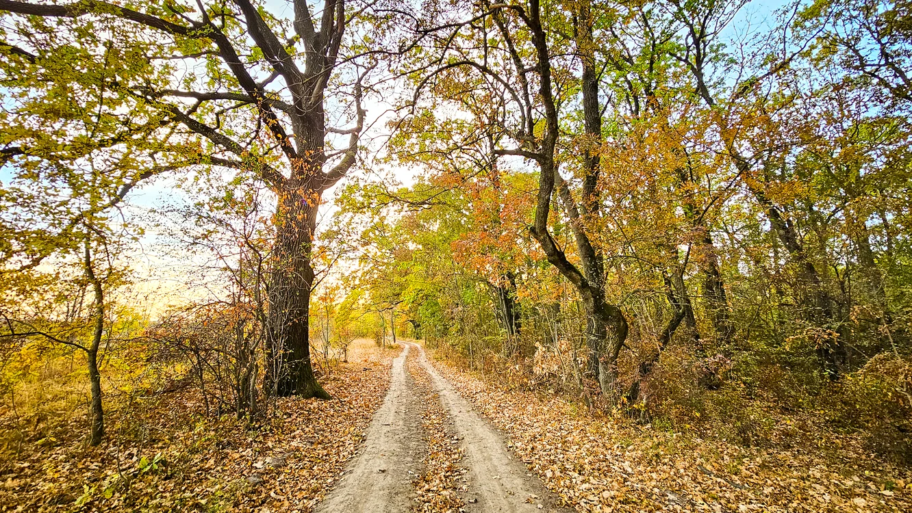 Copilul s-a rătăcit în pădure FOTO: arhivă