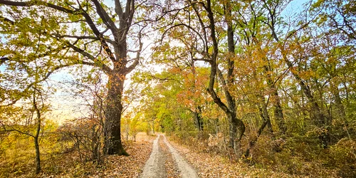 4  Padure din viitoarea Centura Verde Bucuresti Ilfov foto  Alex Găvan   centuraverde ro jpg