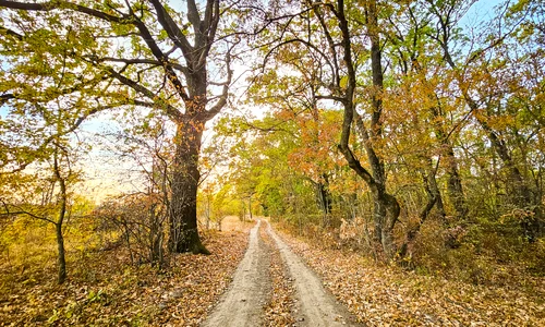 4  Padure din viitoarea Centura Verde Bucuresti Ilfov foto  Alex Găvan   centuraverde ro jpg