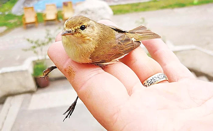 Micuța pasăre a parcurs un drum istovitorFoto: Emanuel Baltag