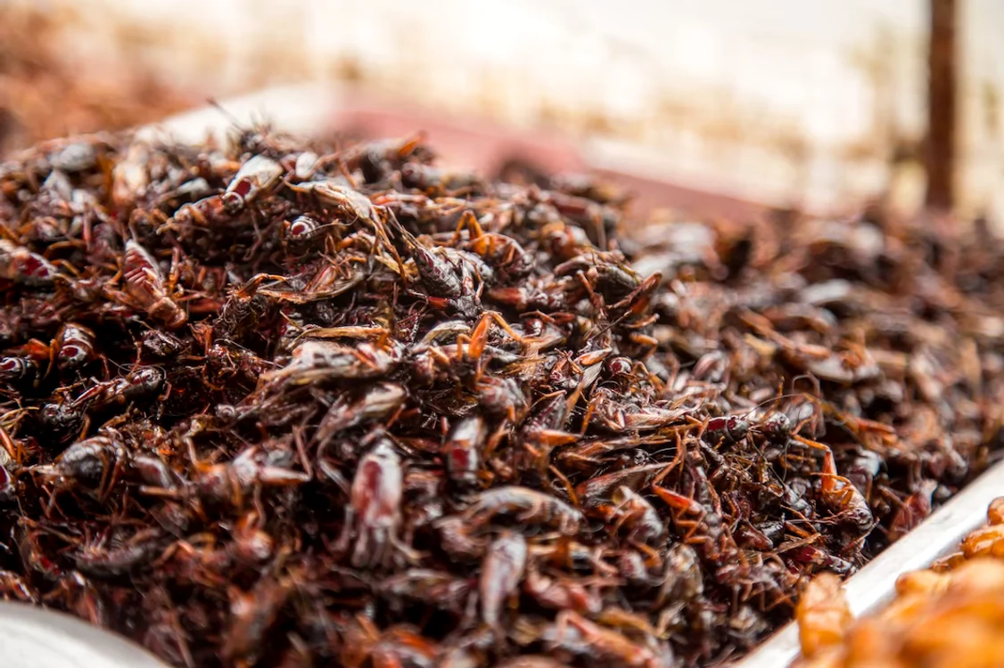 Gândacii sunt o delicatesă în sudul Mexicului. / foto: freepik.com