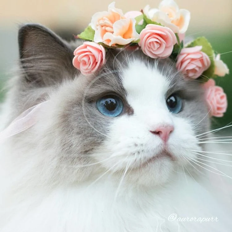 Pisica adoră şedinţele foto