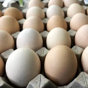 oua carton cofrag foto shutterstock