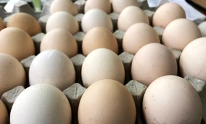 oua carton cofrag foto shutterstock