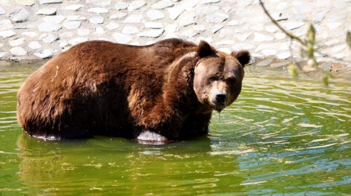 Urs în piscină la Zoo Galaţi,sursa: Florin Matei/Zoo Galaţi