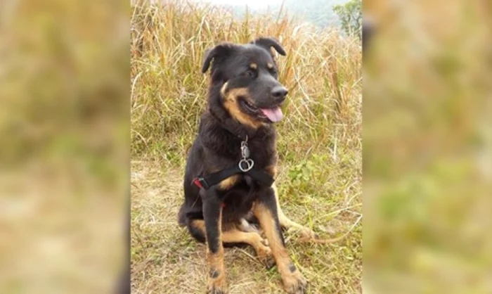 
    Dexter a scăpat cu viață după acest incident FOTO Courtney Link  