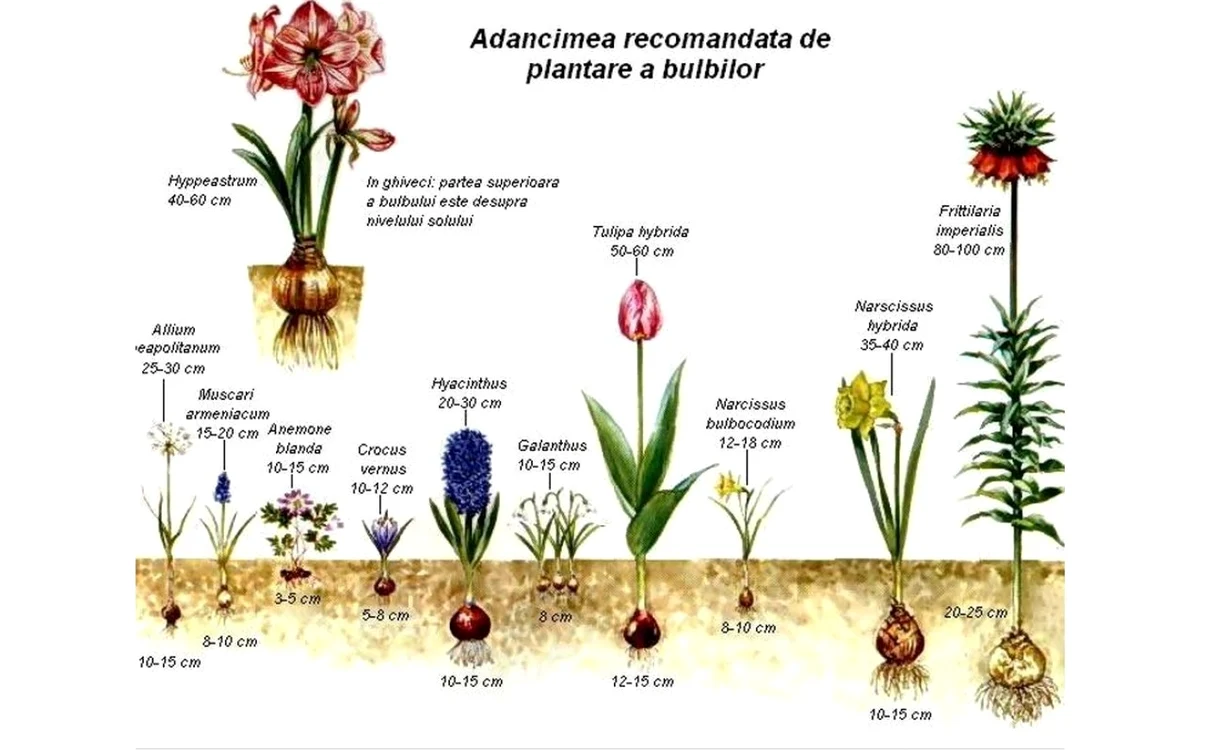 Diagrama de plantare recomandată de specialişti FOTO Curs de horticultură