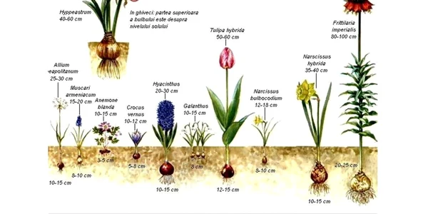 Diagrama de plantare recomandată de specialişti FOTO Curs de horticultură