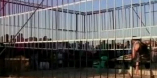 Al-Sayed al-Essawy în cuşca leului