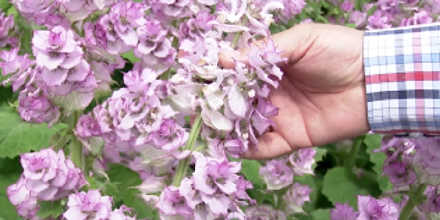 Salvia Sclarea este cultivată la staţiunea de cercetare din Buzău FOTO Iulian Bunilă