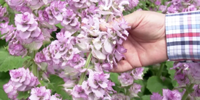 Salvia Sclarea este cultivată la staţiunea de cercetare din Buzău FOTO Iulian Bunilă