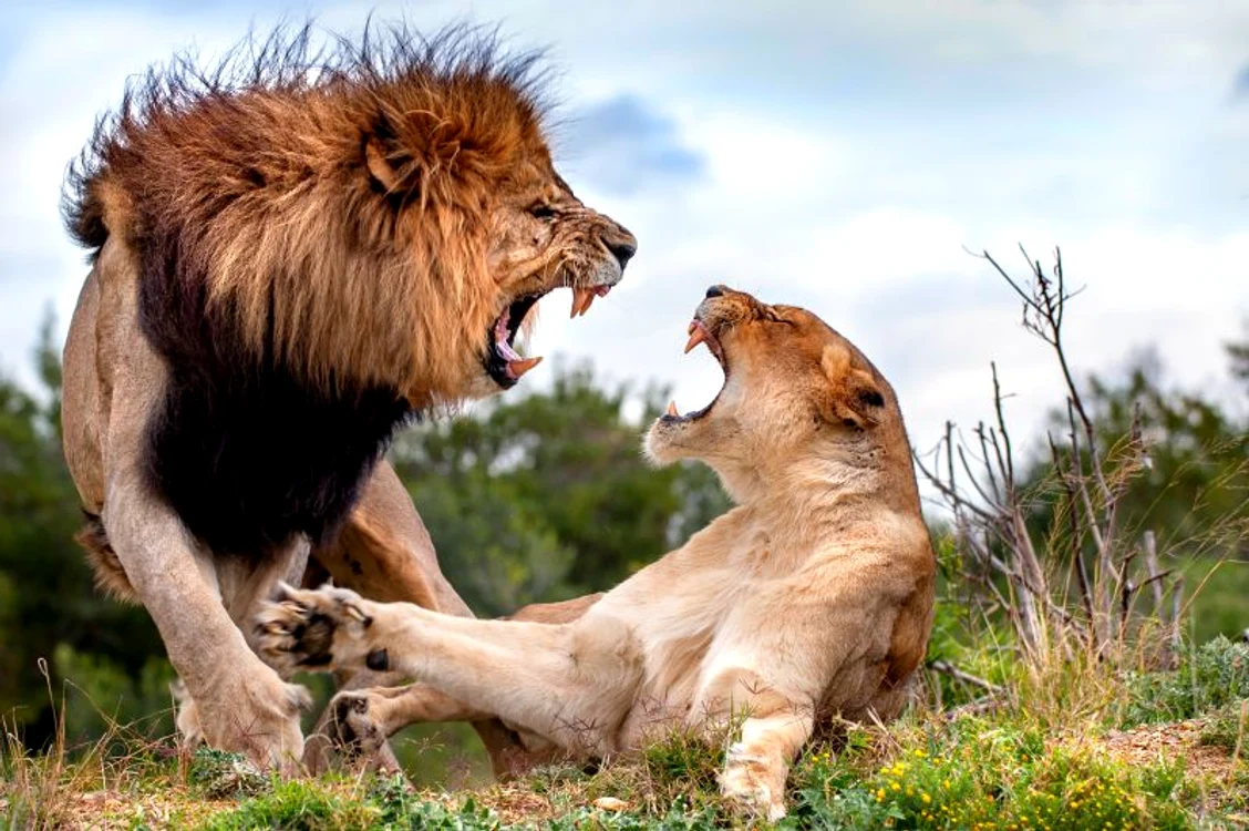 Bataie intre leu si leoaica (Foto: Photoland/Caters)