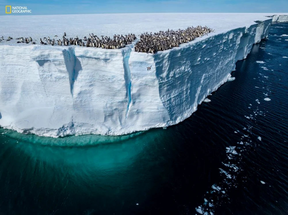 Pinguinul a sărit de la peste 15 metri / foto: National Geographic