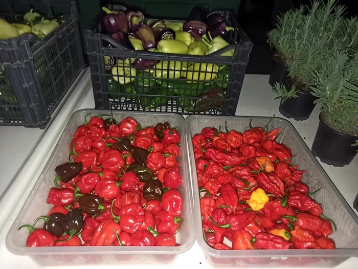 agricultor alba