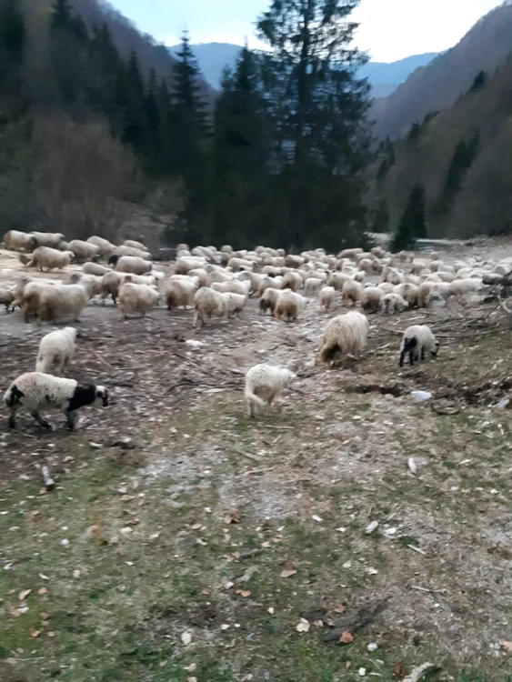 Turma de oi rămasă înzăpezită în Munţii Căpăţânii - Vâlcea Foto Salvamont