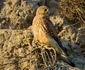 vanturelul rosu foto ovidiu optik nature photographer jpg