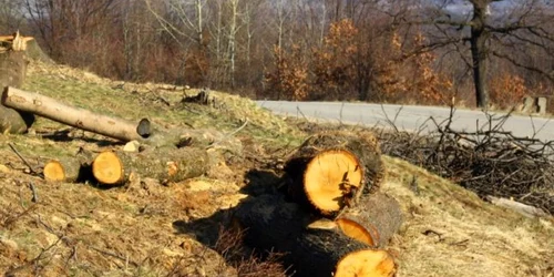 Pădurarii tăiau după bunul plac arborii din pădure. FOTOArhivă