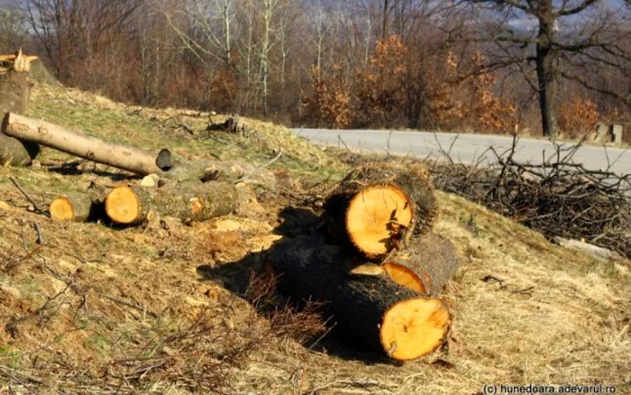 Pădurarii tăiau după bunul plac arborii din pădure. FOTOArhivă