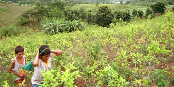 Copiii cultivatorilor de coca pe plantaţii în Monzon Valley din Peru FOTO EPA-EFE
