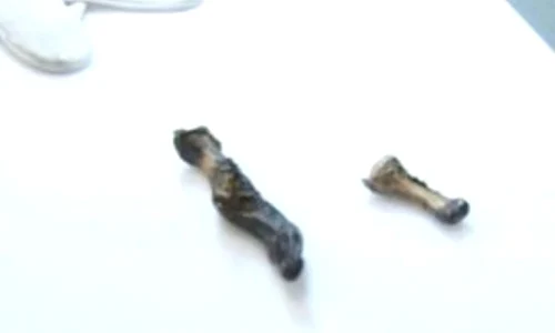 Misterul degetului lui Yeti a fost elucidat jpeg