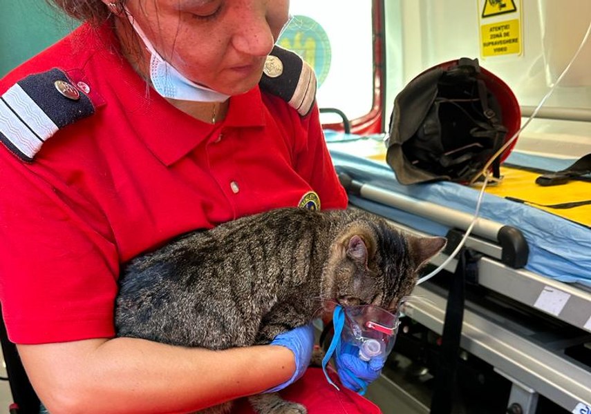 Pompierii au salvat animale și păsări dintr-o casă în flăcări. O pisică a avut nevoie de mască de oxigen
