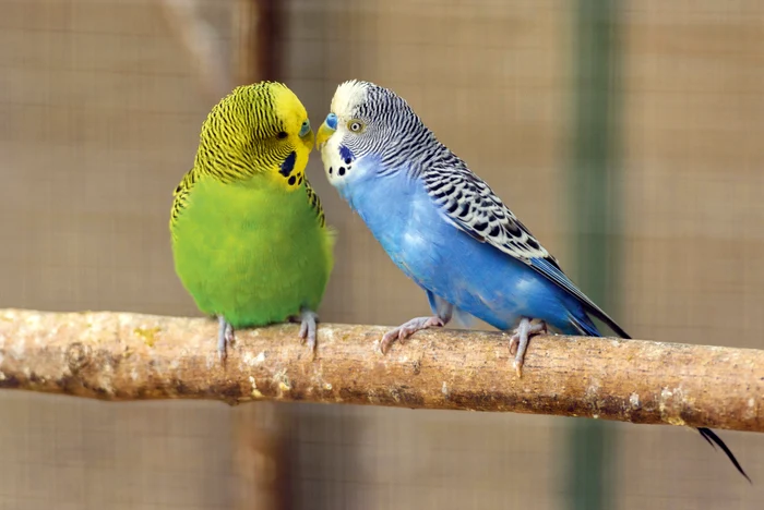 Medicul spune că nu ar adopta papagali / foto: Shuttersotck