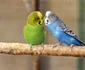 5 papagal perus shutterstock 1133070359 jpg jpeg