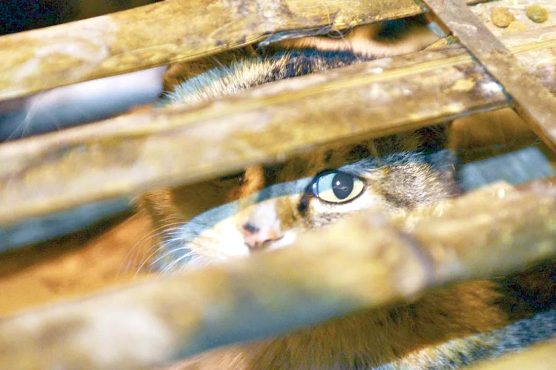 Micuţele feline care  nu aveau apă, nici  mâncare, au fost  salvate de mai mulţi  iubitori de animale ( Fotografii: Reuters)