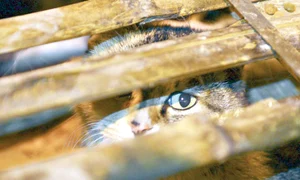 Micuţele feline care  nu aveau apă, nici  mâncare, au fost  salvate de mai mulţi  iubitori de animale ( Fotografii: Reuters) jpeg