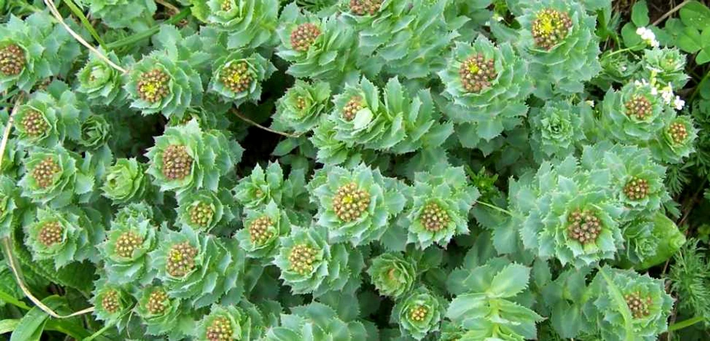Rhodiola rosea Foto wikimedia.org