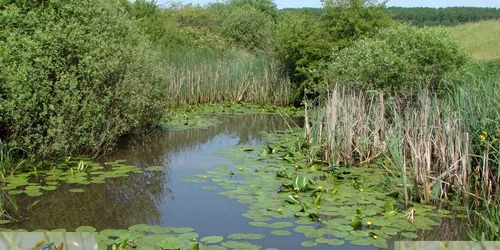 Peisajele cu nuferi de pe brațele moarte ale Turului, rarisime în Europa. (Foto: apmsm.ro)