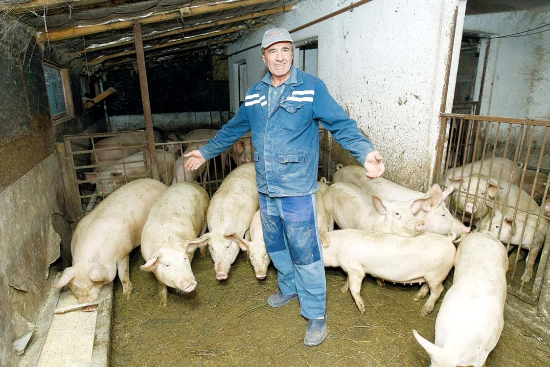 Jean ne arată porcii pe care-i creşte pentru CrăciunFoto: David Muntean