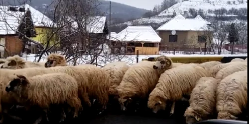 oile ling sarea de pe drum