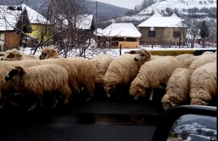 Oile au blocat circulaţia FOTO Captură video Mirel Matyas