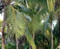 casa de oaspeți din Bahamas deținută de India Hicks, fina regelui Charles