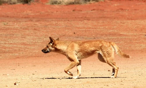 Când a fost introdus câinele dingo în Australia jpeg